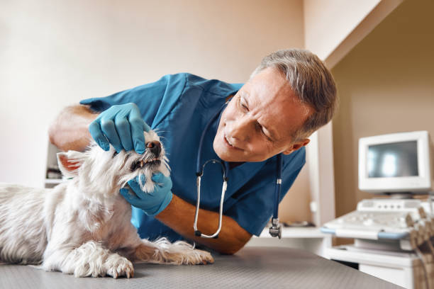 Best 24-Hour Emergency Dental Care in Fort Stockton, TX